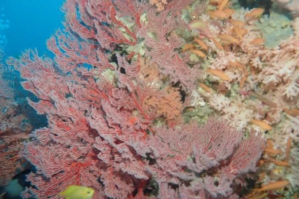 英超新核维尔茨利物浦首季高光表现与勒沃库森转会费全面解析